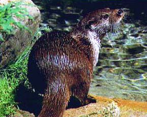 An otter by a riverbank.