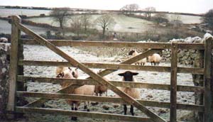 Sheep by a gate.